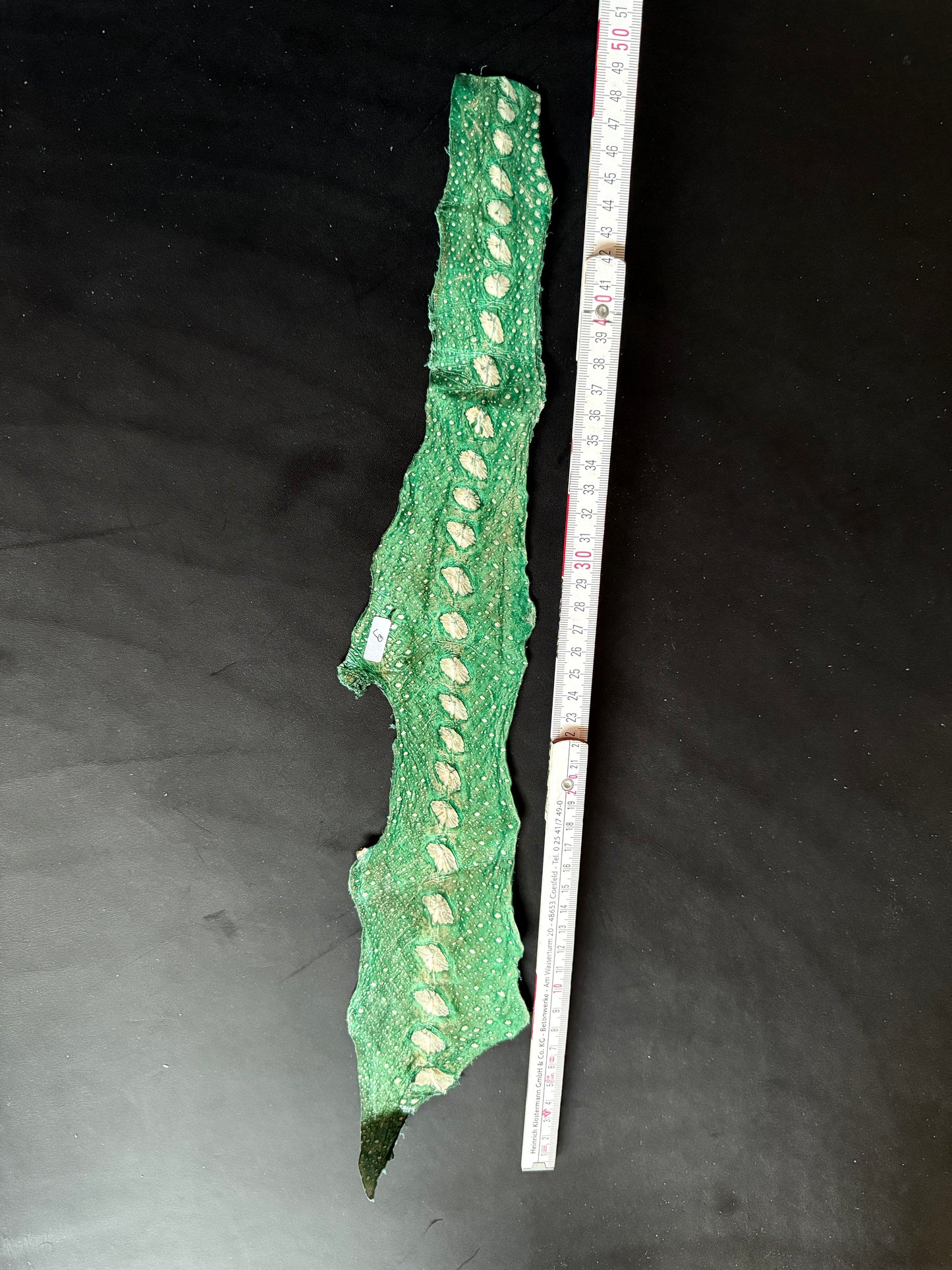 Pelle di pesce Stör. Storione. Molto morbido. Col.9