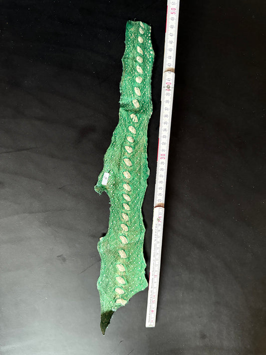 Pelle di pesce Stör. Storione. Molto morbido. Col.9